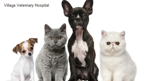 Village Veterinary Hospital