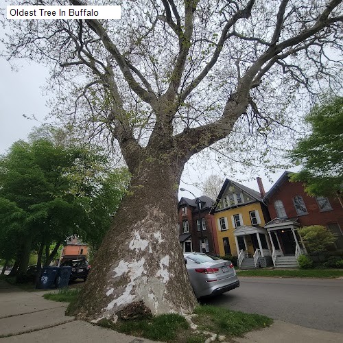 Oldest Tree In Buffalo