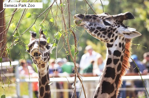 Seneca Park Zoo