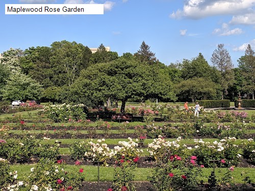 Maplewood Rose Garden