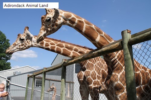 Adirondack Animal Land