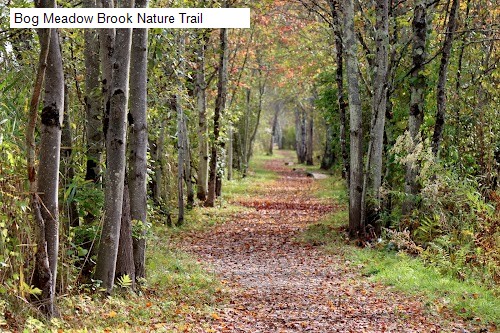 Bog Meadow Brook Nature Trail