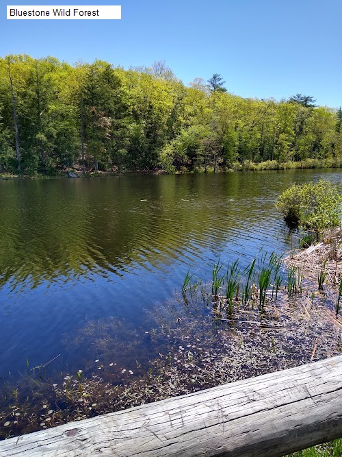 Bluestone Wild Forest
